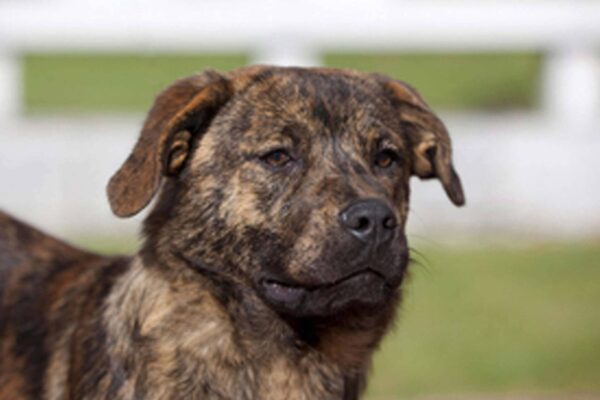 Temperamento de un Cão de Fila de São Miguel