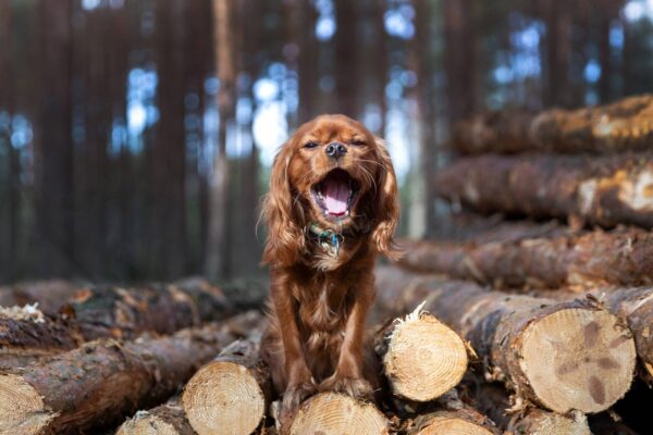 Cavalier King Charles spaniel