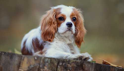 Cavalier King Charles Spaniel