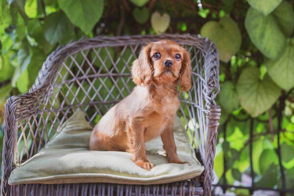 Historia del cavalier king charles spaniel