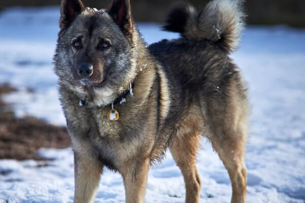 es el Cazador de alces noruego