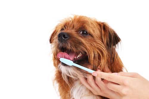cepilla la lengua de tu mascota