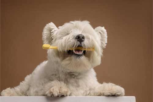 cepillado dental de perro contento