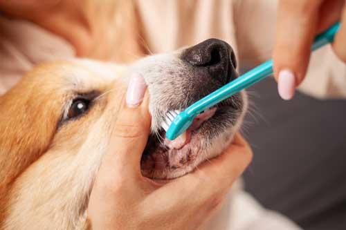salud dental canino