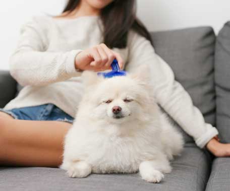 Cepilla a tu mascota antes del baño