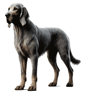 Chien-gris