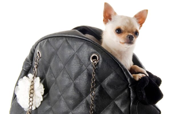 el chihuahua es el mas pequeño del mundo