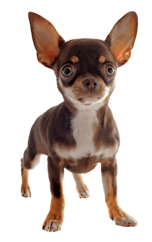 Chihuahua compañia