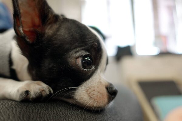 temperamento de un chihuahua