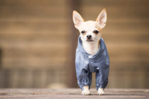 Chihuahua