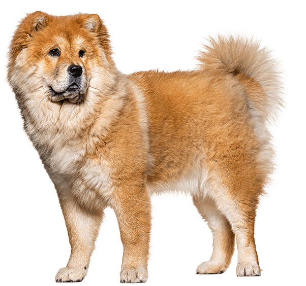 Chow chow