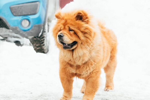 Temperamento del Chow chow