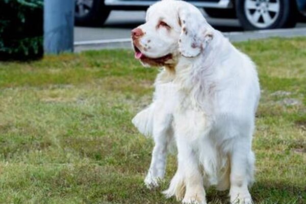 Clumber spaniel
