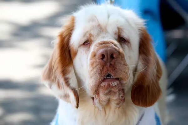 Caracteristicas del Clumber spaniel