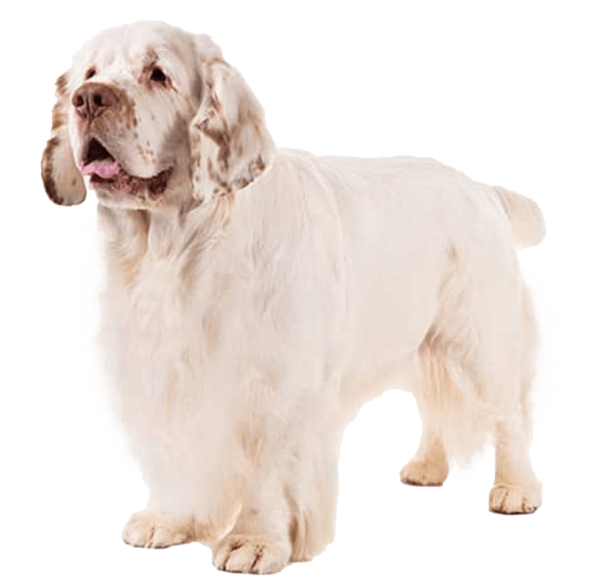 Clumber spaniel