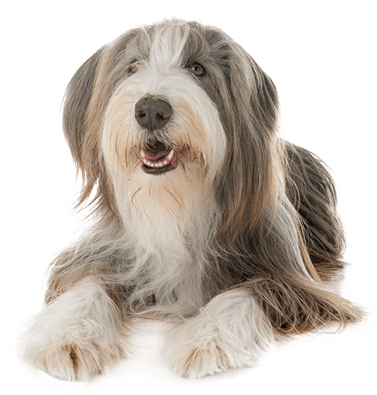Collie barbudo