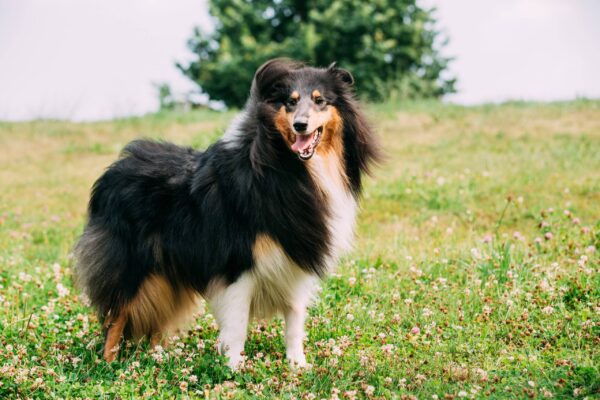 temperamento del Collie de pelo largo