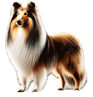 Collie de Pelo Largo