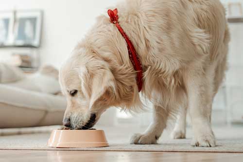 como alimentar a su mascota