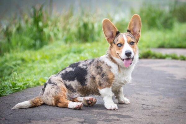 cuidados del Corgi galés de Cardigan