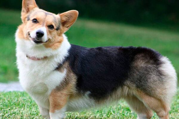 temperamento del Corgi galés de Cardigan