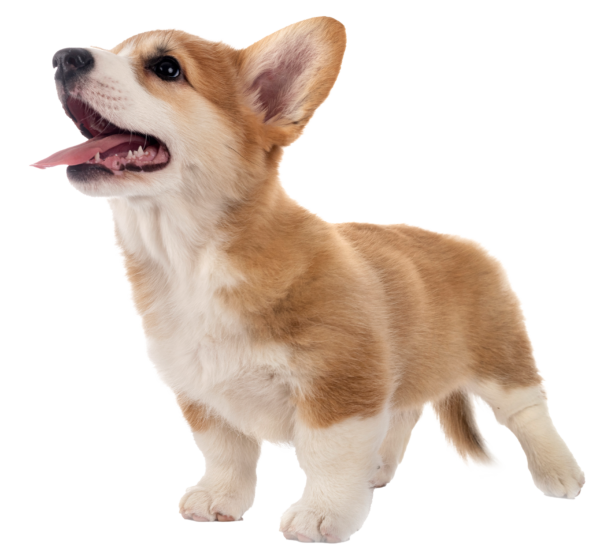 Corgi galés de Pembroke