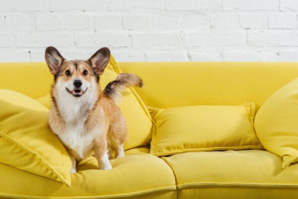 salud del Corgi galés de Pembroke