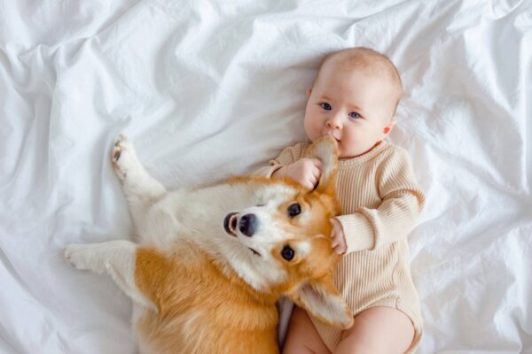 temperamento del Corgi galés de Pembroke