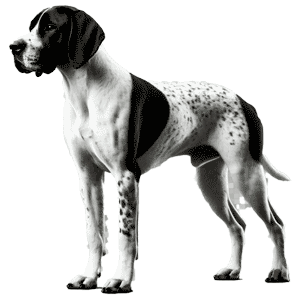 Cumberland Pointer