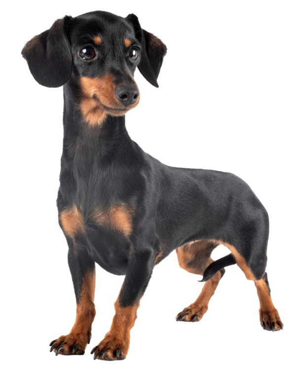 Dachshund