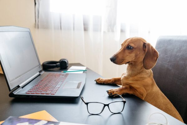 temperamento del Dachshund