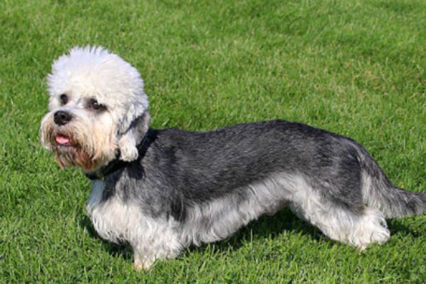origen del Dandie Dinmont terrier