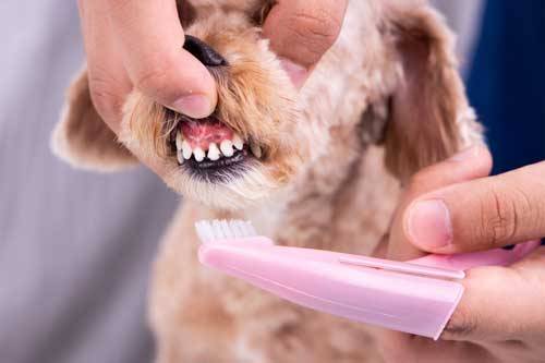 cepillo para perro especial