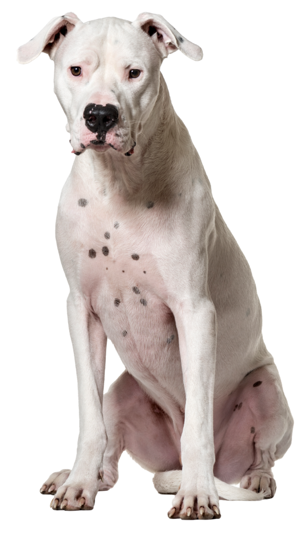 Dogo argentino