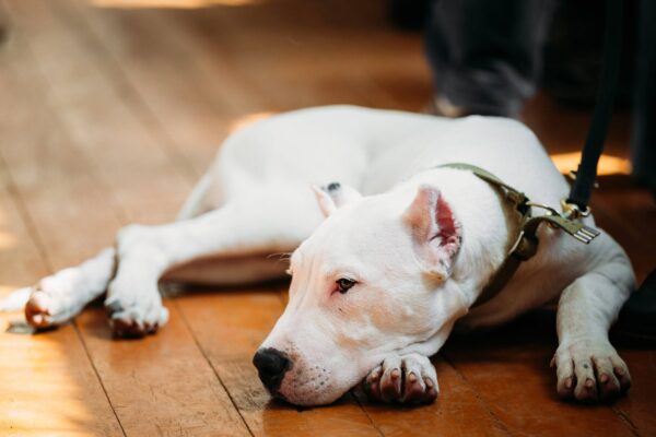 temperamento del Dogo argentino