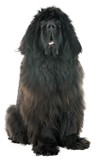 Dogo del Tíbet