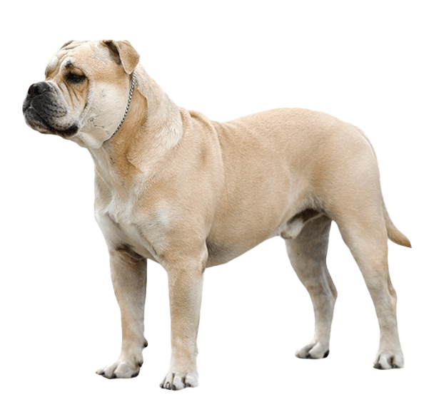 Dogo mallorquín