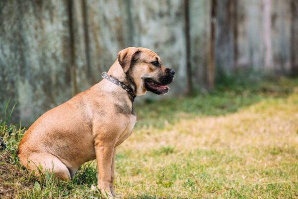 estandar de la raza Dogo mallorquín