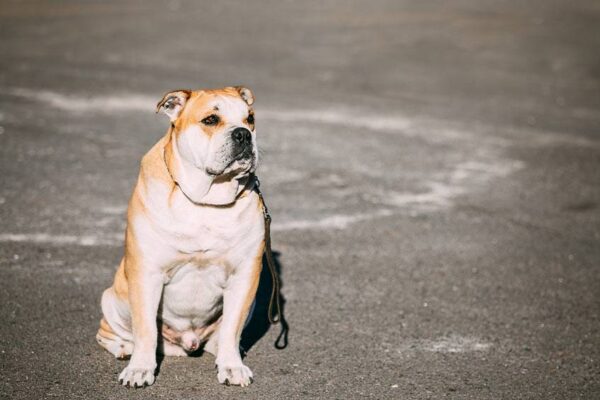 temperamento del Dogo mallorquín