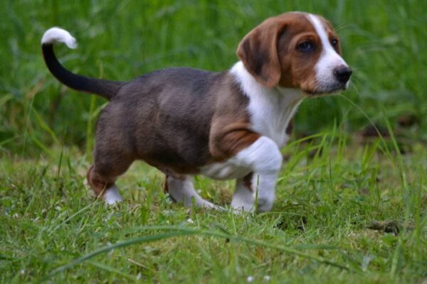 origen del perro Drever