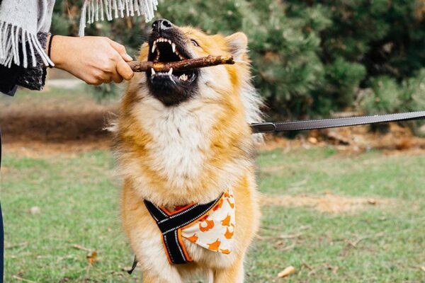 encontrar un Eurasier