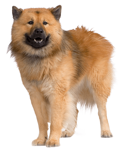 Eurasier
