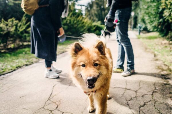 entender un Eurasier