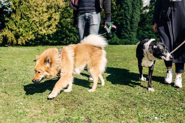 salud de un Eurasier