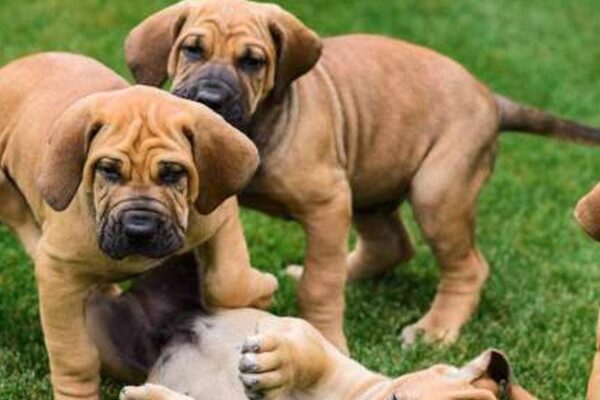 Fila brasileiro