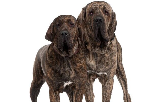 descripción del Fila brasileiro