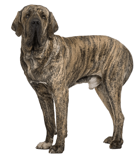 Fila brasileiro