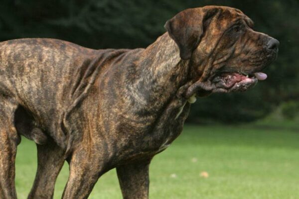 origen del Fila brasileiro