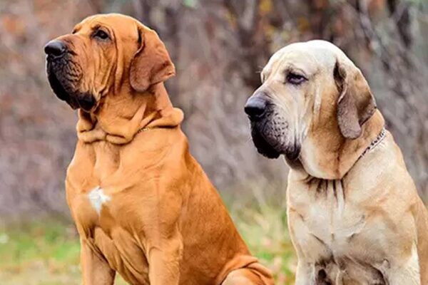 temperamento del Fila brasileiro