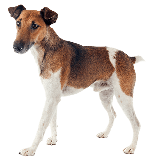 Fox terrier de pelo liso